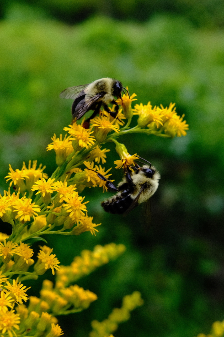 bees