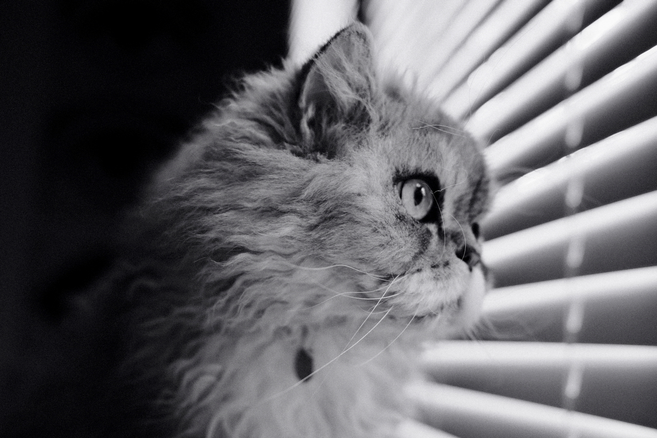 bwcat