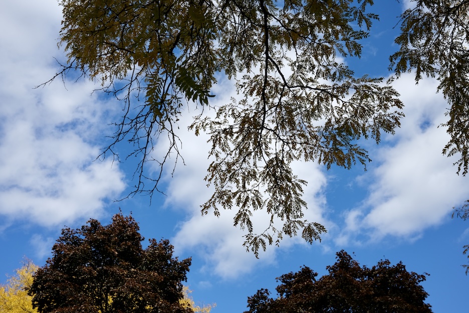trees2