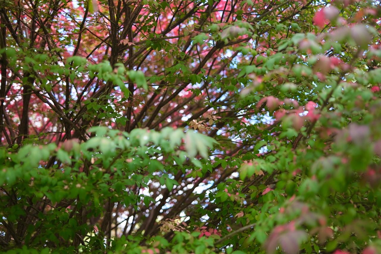 trees1